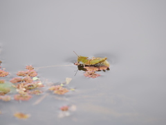 Paulinia acuminata