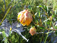 Liparia splendens comantha