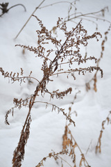 Artemisia vulgaris