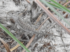 Holbrookia propinqua
