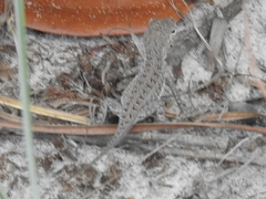 Holbrookia propinqua