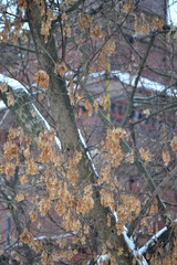 Acer negundo