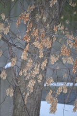 Acer negundo