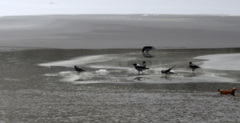 Corvus cornix