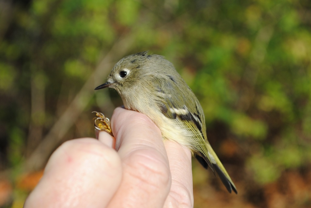 Ruby-crowned Kinglet