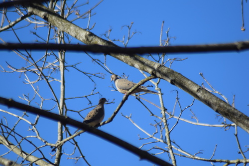 Mourning Dove photographed in Delaware