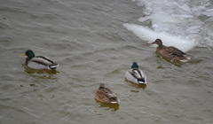 Anas platyrhynchos