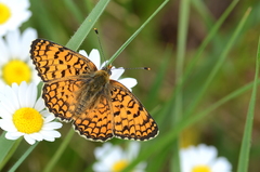 Melitaea phoebe