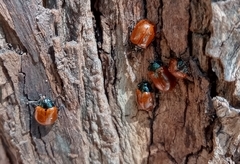 Plagiodera erythroptera