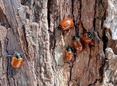 Plagiodera erythroptera