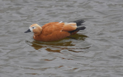 Tadorna ferruginea