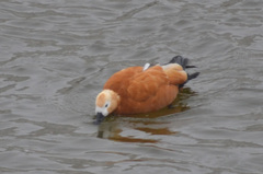 Tadorna ferruginea