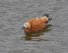 Tadorna ferruginea