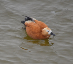Tadorna ferruginea