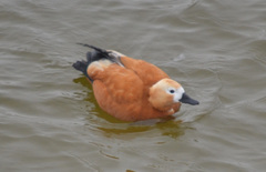 Tadorna ferruginea