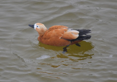 Tadorna ferruginea