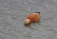 Tadorna ferruginea