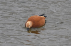 Tadorna ferruginea
