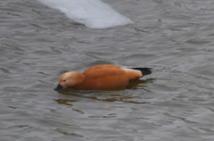 Tadorna ferruginea