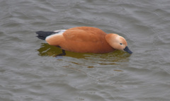 Tadorna ferruginea