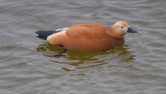 Tadorna ferruginea