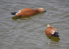 Tadorna ferruginea