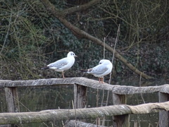 Chroicocephalus ridibundus