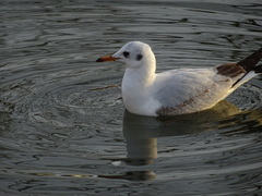 Chroicocephalus ridibundus