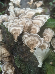Trametes menziesii