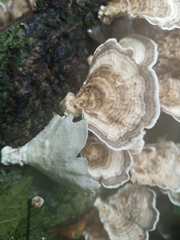 Trametes menziesii