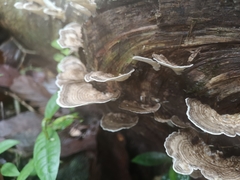 Trametes menziesii
