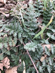 Angiospermae