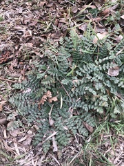 Angiospermae
