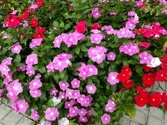 Catharanthus roseus