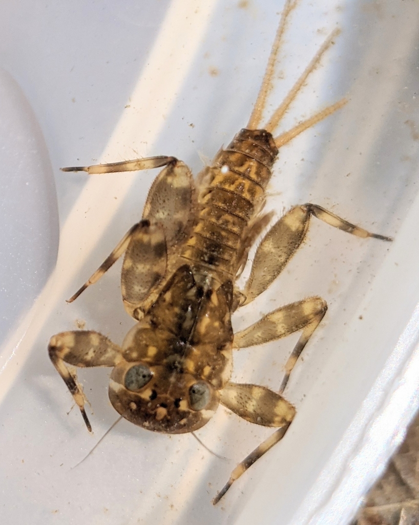 fresh flat-headed mayfly