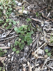 Lamium amplexicaule