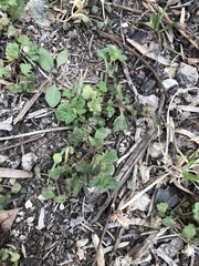 Lamium amplexicaule