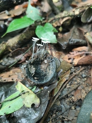 Mycena rhenana