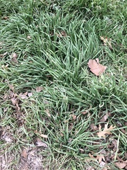 Poaceae
