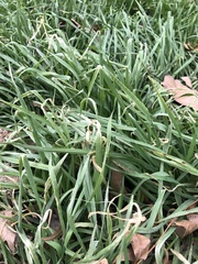 Poaceae