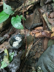 Mycena rhenana