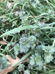 Lamium amplexicaule