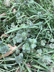Lamium amplexicaule