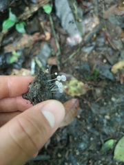 Mycena rhenana