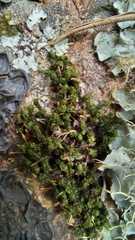 Ptychomitrium crispatum