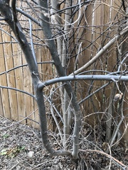 Magnoliopsida