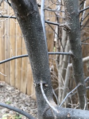 Magnoliopsida