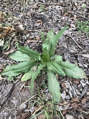 Angiospermae