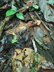 Mycena rhenana