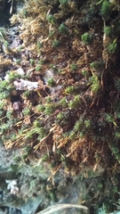 Ptychomitrium crispatum
